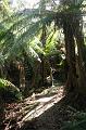 Tree fern gully, Pirianda Gardens IMG_7187